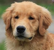 A Gollie, a cross between a Golden Retriever and Collie