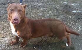 Rami, a cross between a Pitbull and a Miniature Dachshund