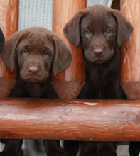 Two Chocolate Labs
